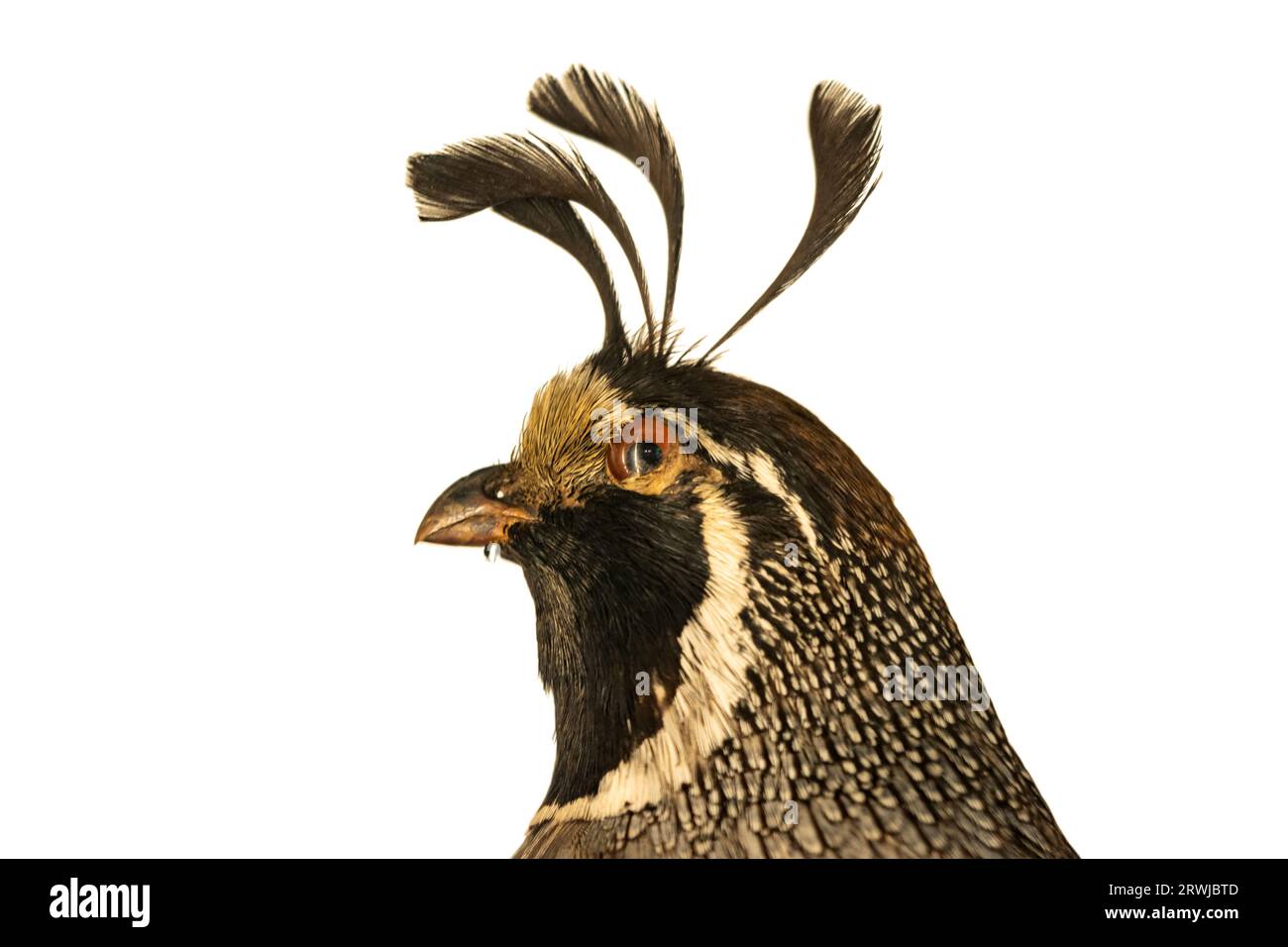 Das Porträt der kalifornischen Wachteln (Callipepla californica), auch bekannt als kalifornische Wachteln oder Wachteln Stockfoto