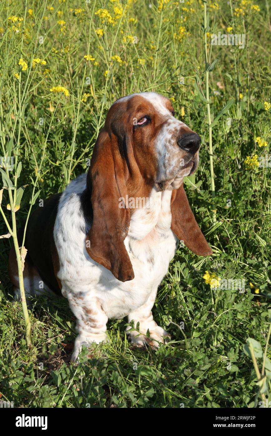 Basset Hound steht auf einem Feld aus wildem Senf. Stockfoto