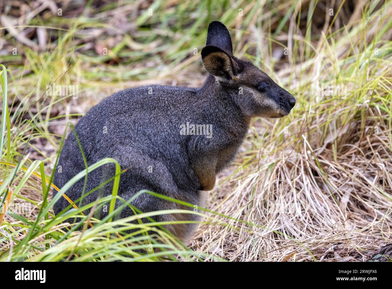 Gefangener Western Brush Wallaby im Zoo Stockfoto
