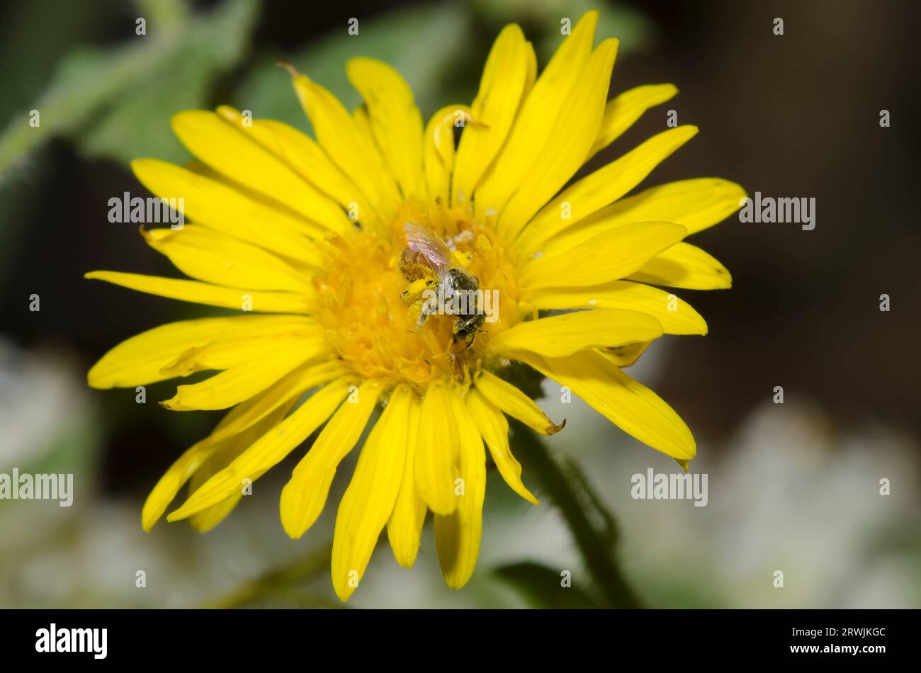 Sweat Bee, Lasioglossum sp., Futter auf Kamphoralge, Heterotheca subaxillaris Stockfoto