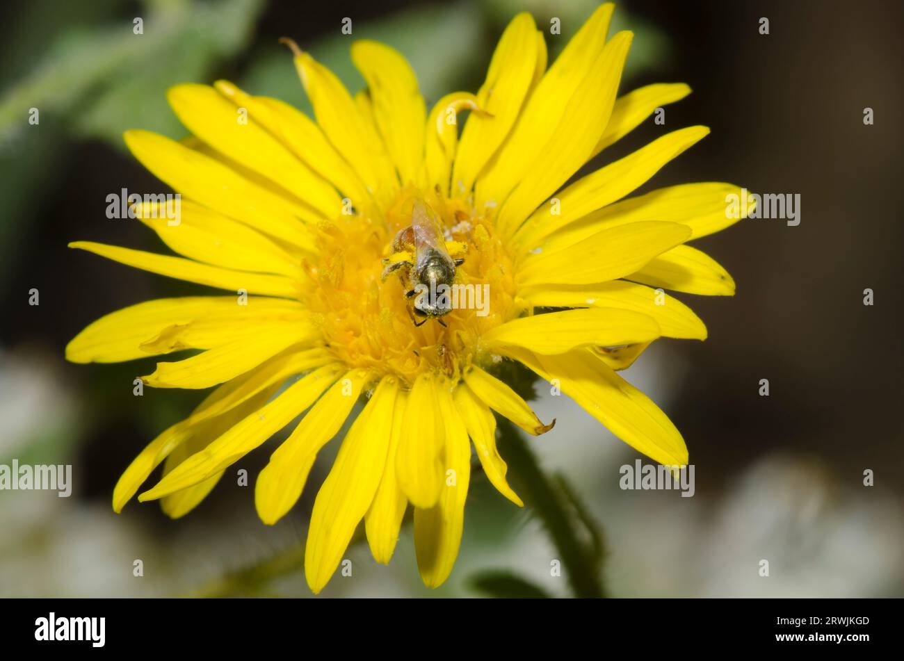 Sweat Bee, Lasioglossum sp., Futter auf Kamphoralge, Heterotheca subaxillaris Stockfoto