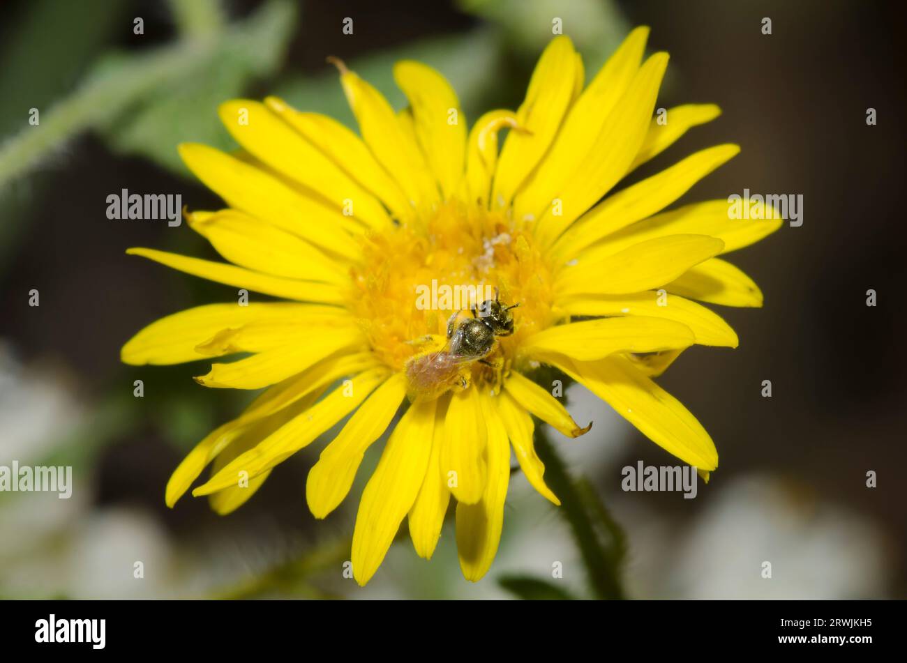 Sweat Bee, Lasioglossum sp., Futter auf Kamphoralge, Heterotheca subaxillaris Stockfoto