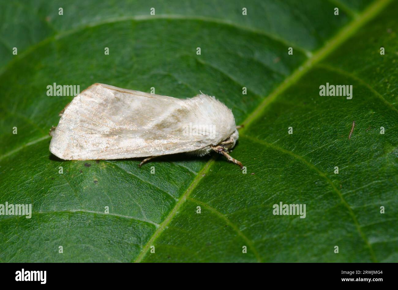 Dreilinige Blumenmotte, Schinia trifascia Stockfoto