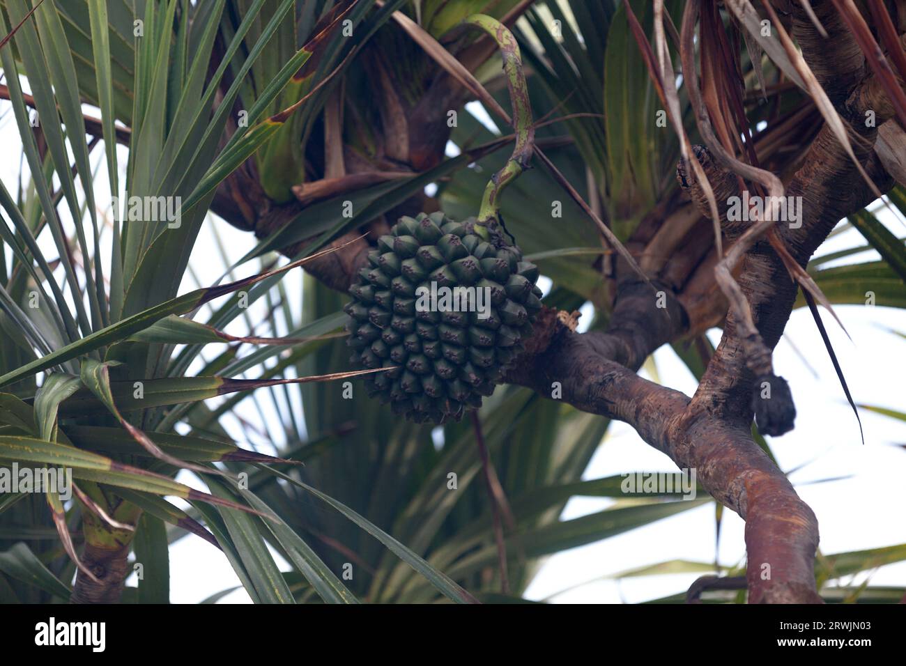 Pandanus utilis ist, trotz seines Namens, ein Monocot, keine Kiefer. Stockfoto