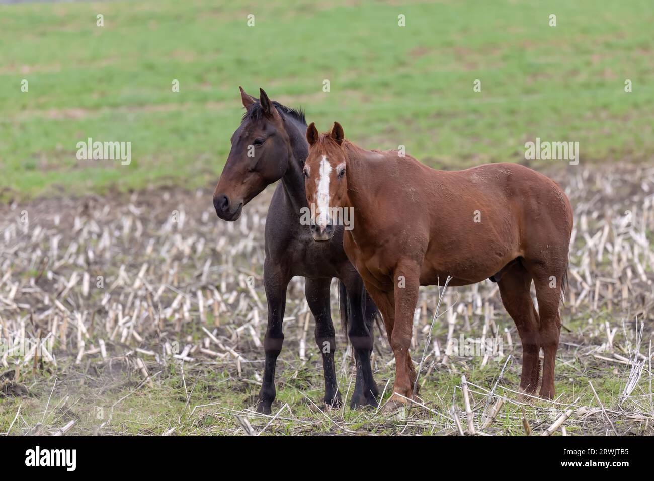 Pferde auf dem Feld. Szene aus Wisconsin Landschaft Stockfoto