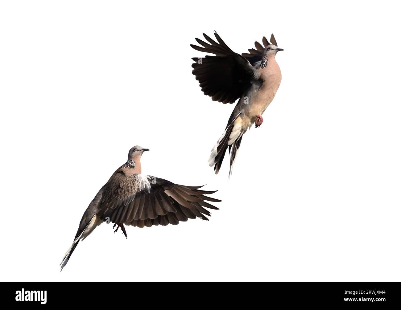 Zwei gefleckte Tauben breiten ihre Flügel in der Luft aus. Die Bewegungsszene zweier gefleckter Tauben, die in der Luft fliegen, ist auf einem weißen Hintergrund isoliert. Stockfoto