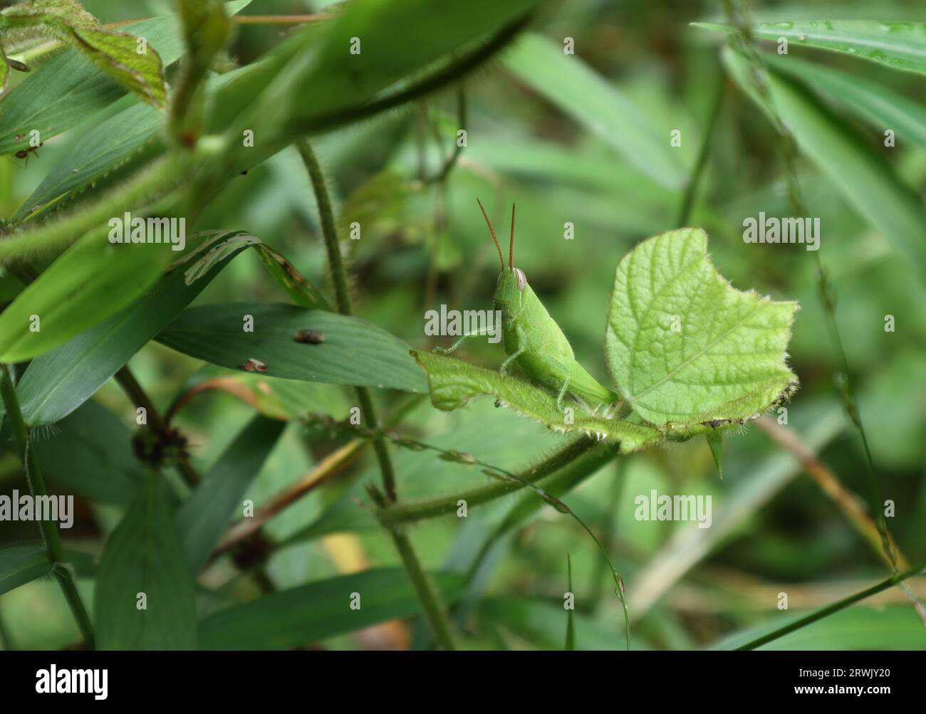 Eine kurze gehörnte grüne Grashüpfer, die perfekt getarnt ist und auf einem Blatt zwischen den Grasblättern sitzt Stockfoto