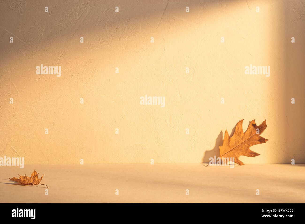 Ein braunes Herbstlaub im Sonnenlicht, im Stil eines minimalistischen Küchen Stilllebens Stockfoto