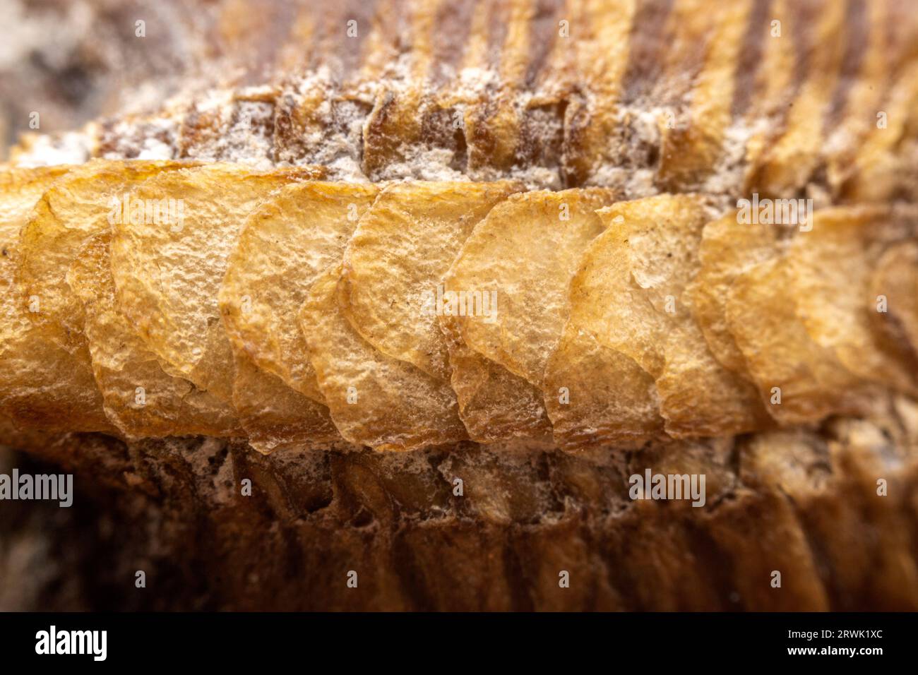 Mantis-Eischeidenstruktur, Nahaufnahme Stockfoto