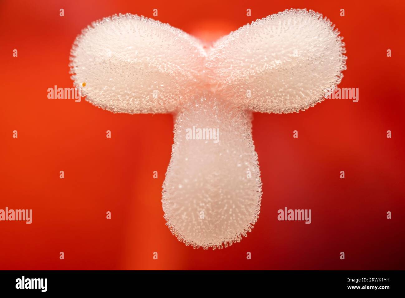 Zinnoberrot-Stamen-Stigma, Makrofoto Stockfoto