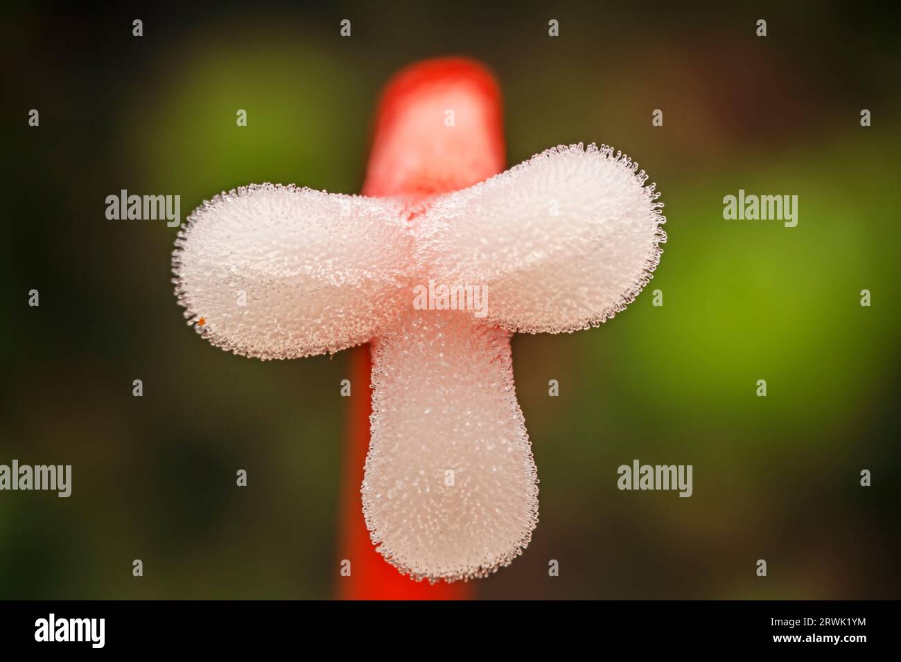 Zinnoberrot-Stamen-Stigma, Makrofoto Stockfoto