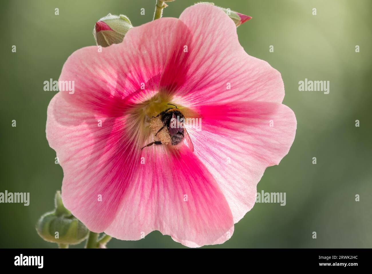 Rosafarbene Blüten der Hibiscus moscheutos-Pflanze aus nächster Nähe. Hibiscus moscheutos, Sumpfhibiskus, rosémalcher Hibiskus Stockfoto