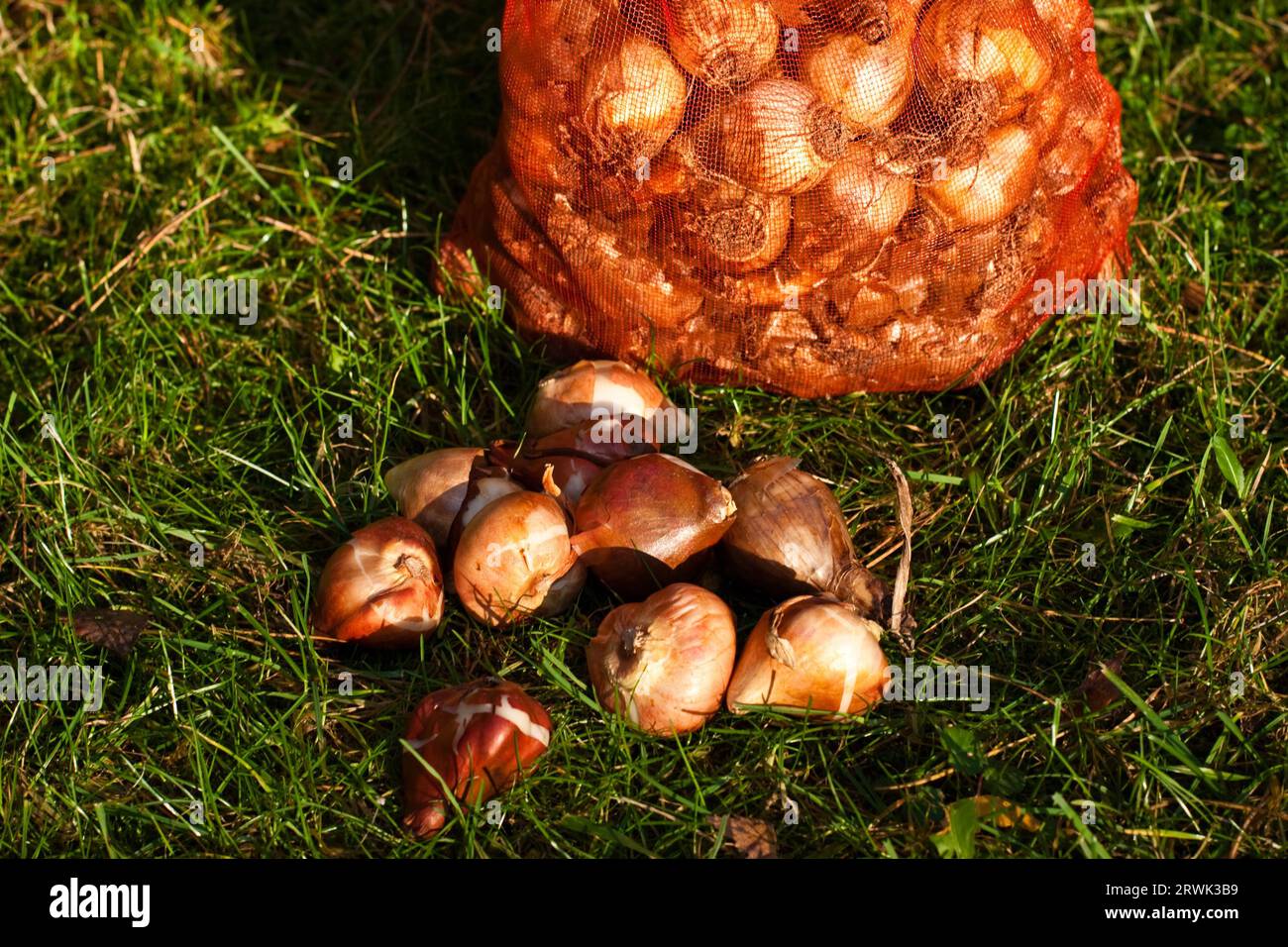 Tulpenbirnen und Narzissen, Tulpenbirnen und Narzissen Stockfoto