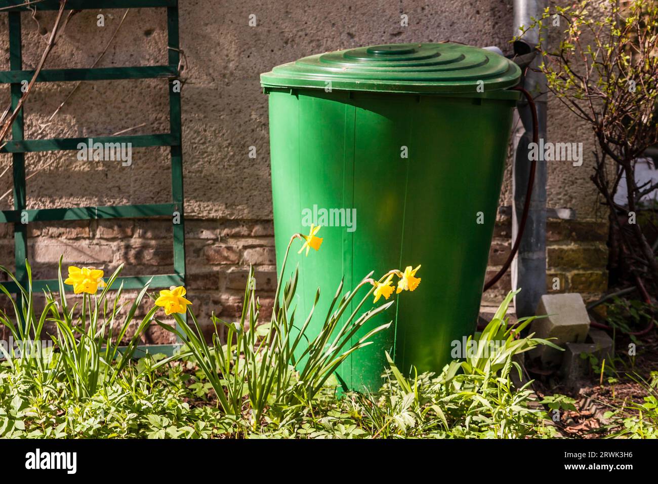 Regentonne im Garten für das Sammeln von Regenwasser, Regenfaß in einem Garten zum Sammeln von Regenwasser Stockfoto