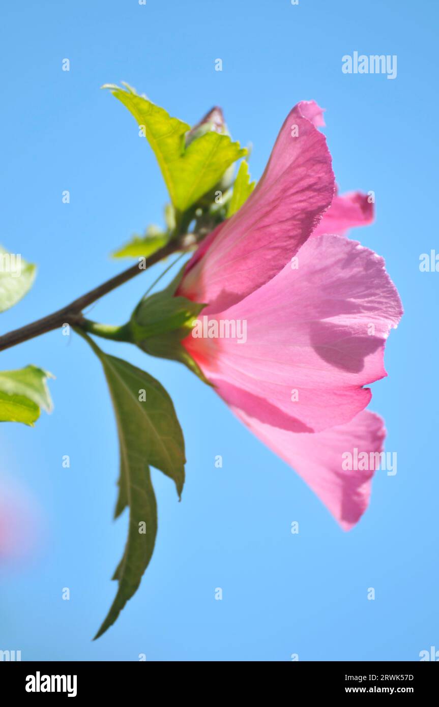 Hibiskus blüht vor blauem Himmel Stockfoto