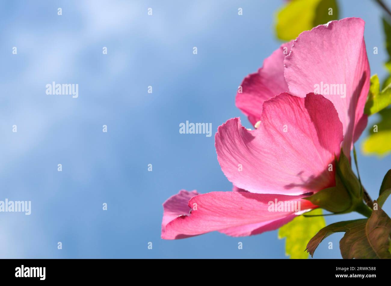 Hibiskus blüht vor blauem Himmel Stockfoto