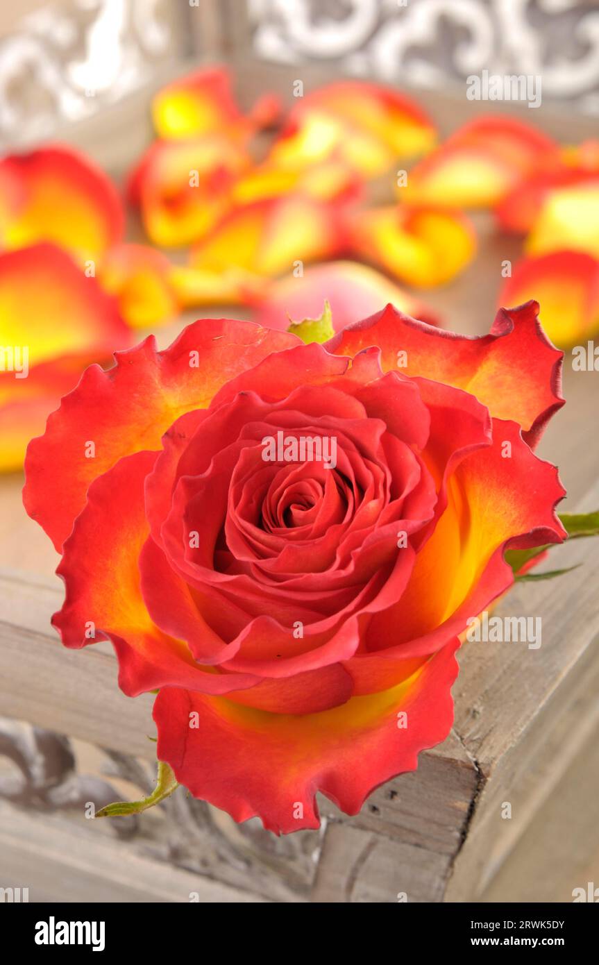 Gelb-rot geflammte Rose mit Rosenblättern im Hintergrund auf einem Tablett Stockfoto