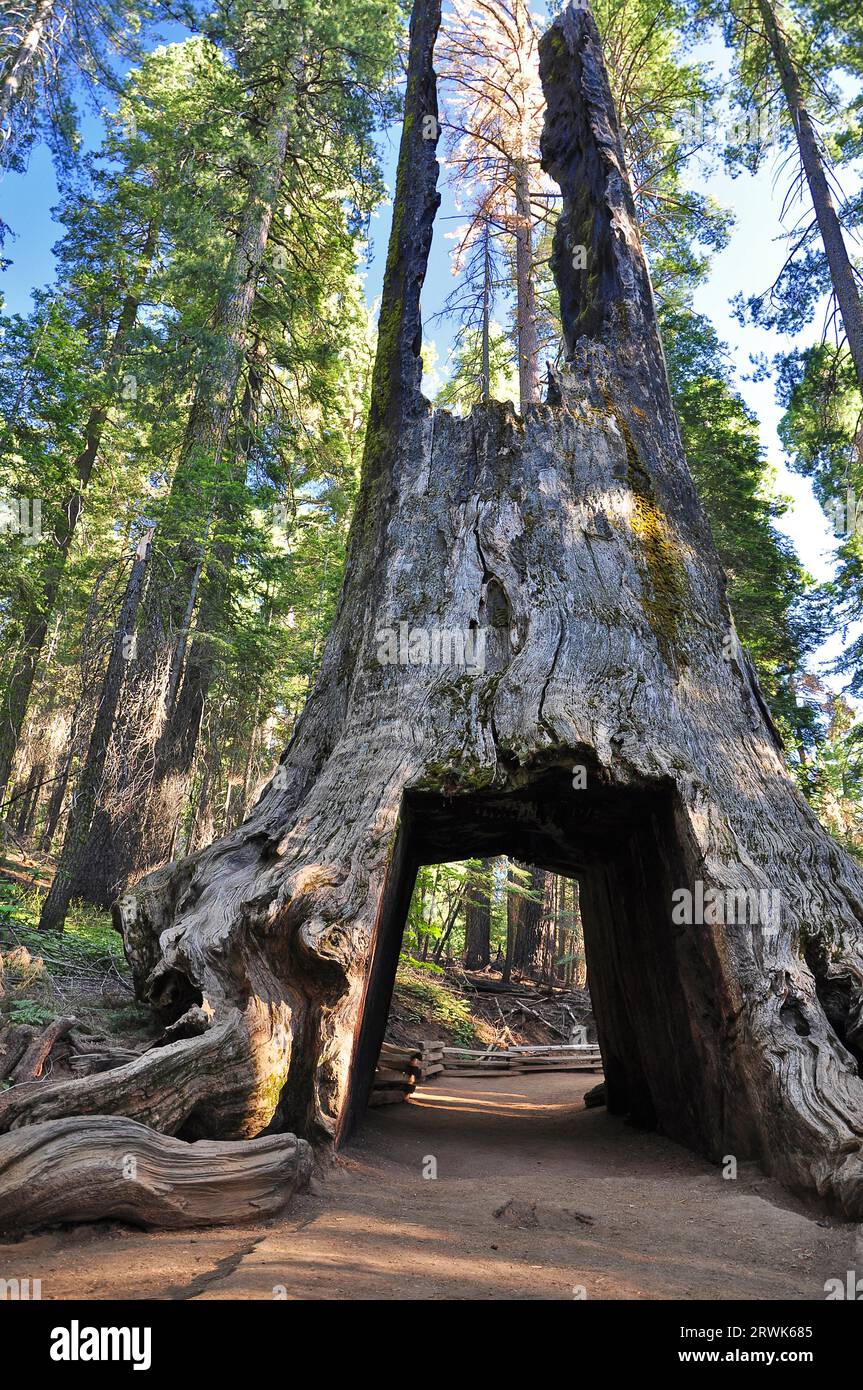 Sequoia-Baumriesen im Yosemite-Nationalpark, USA Stockfoto