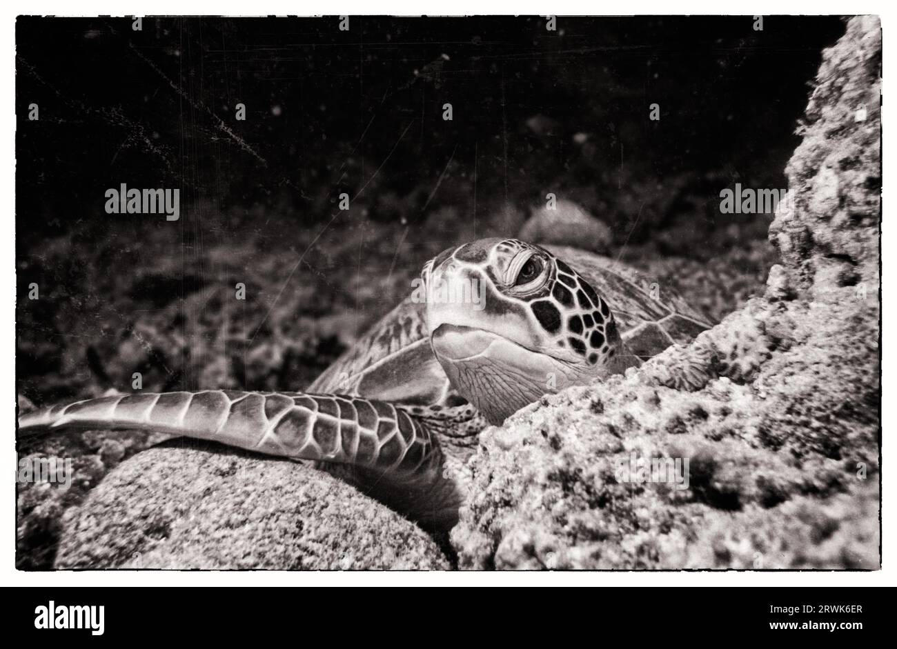 Meeresschildkröte vor Kuredu, Malediven, Lhaviyani Atoll Stockfoto