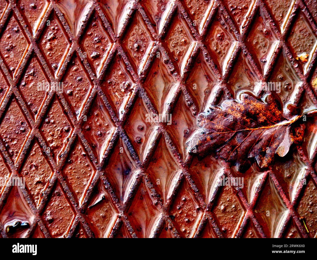 Ein einzelnes Eichenblatt auf einem gestanzten Blatt, sonnendurchflutet, nach einem Regenguss Stockfoto