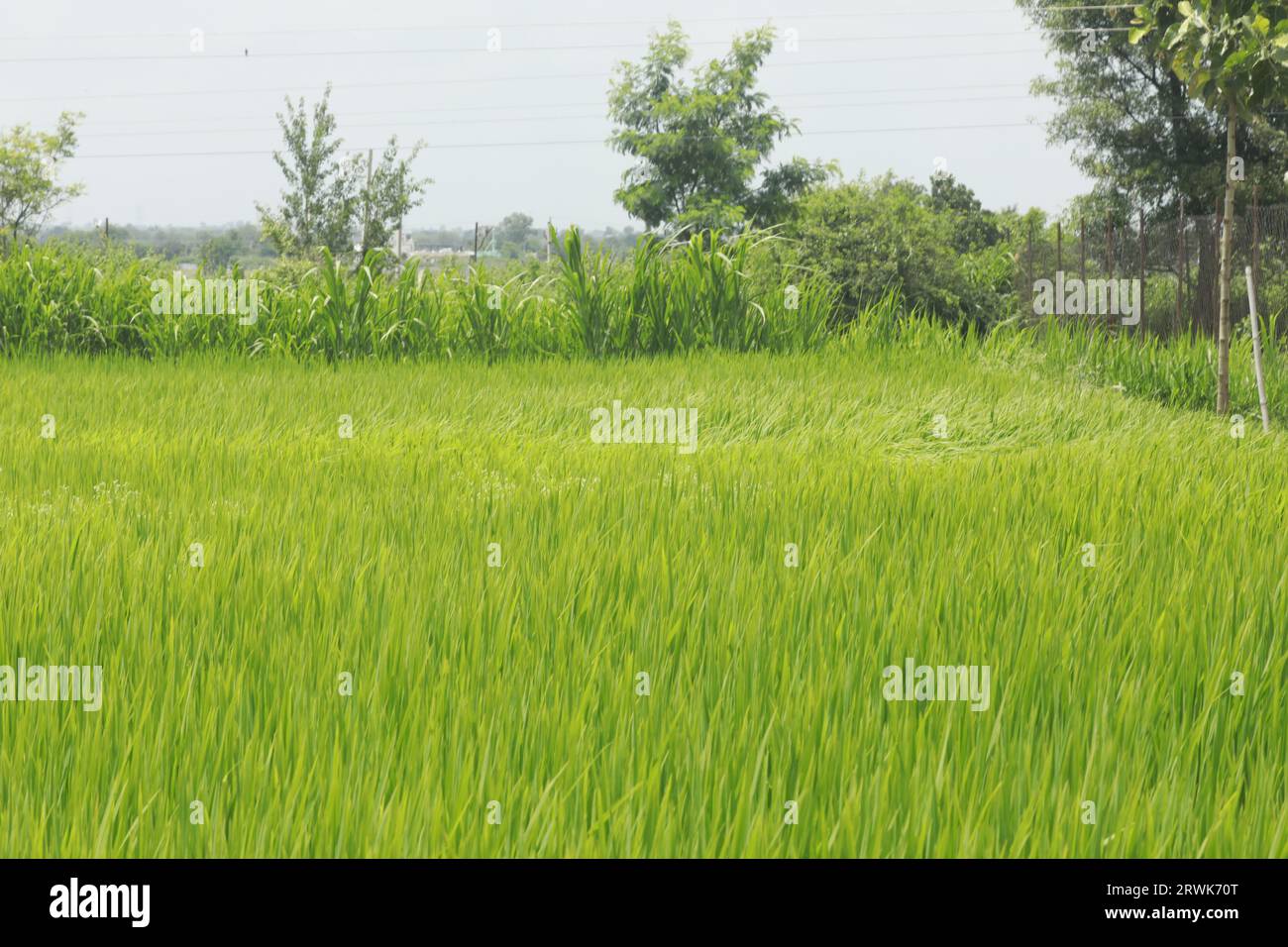 Reisfelder in Kerala Indien Stockfoto
