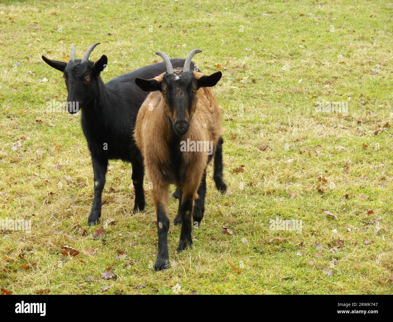 Zwei etwas schüchterne billy-Ziegen, Hintergrundwiese Stockfoto
