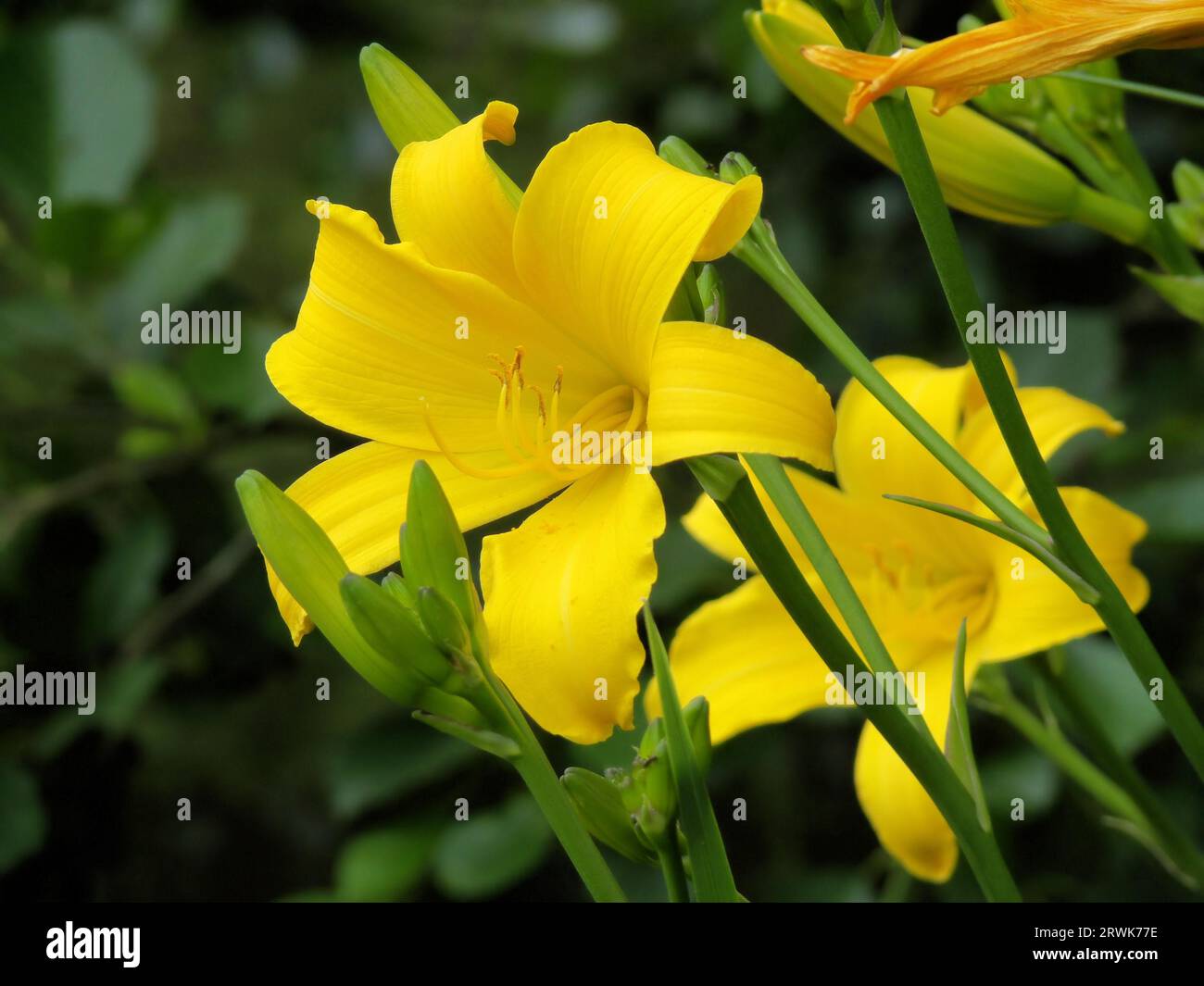 Gelbe Seerosen in voller Größe Stockfoto