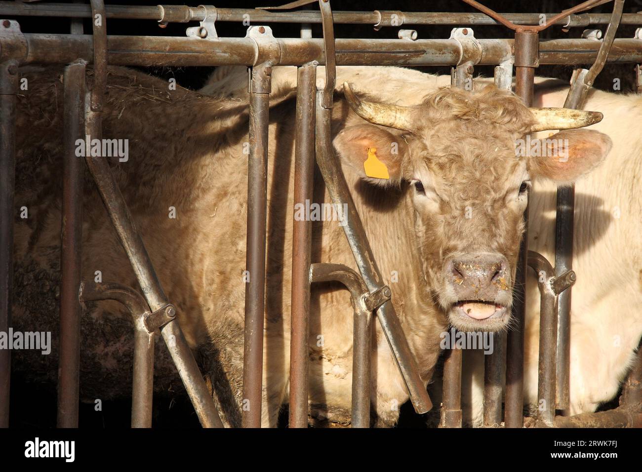Kurzhörner-Rinder in einer stabilen Box, ein Porträt Stockfoto