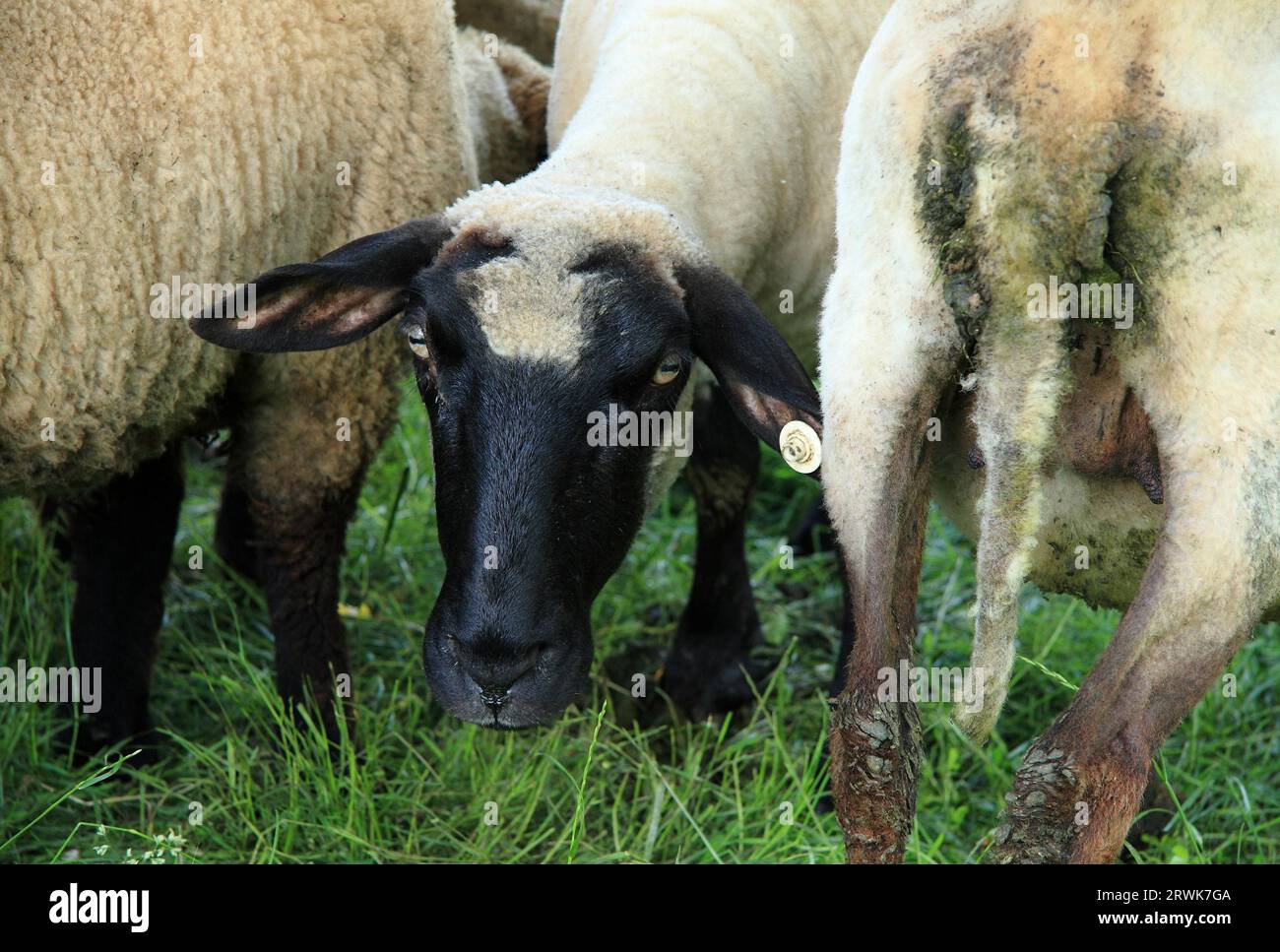 Drei schwarzköpfige Schafe, zwei mit Rücken- und Seitenansicht und eines von vorne weidend Stockfoto