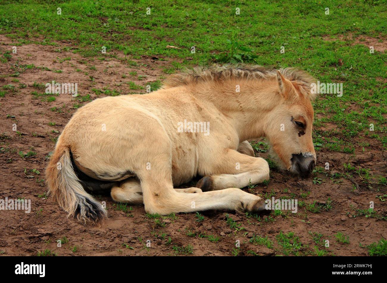 Ein Fohlen, das vor Erschöpfung auf der Weide liegt Stockfoto