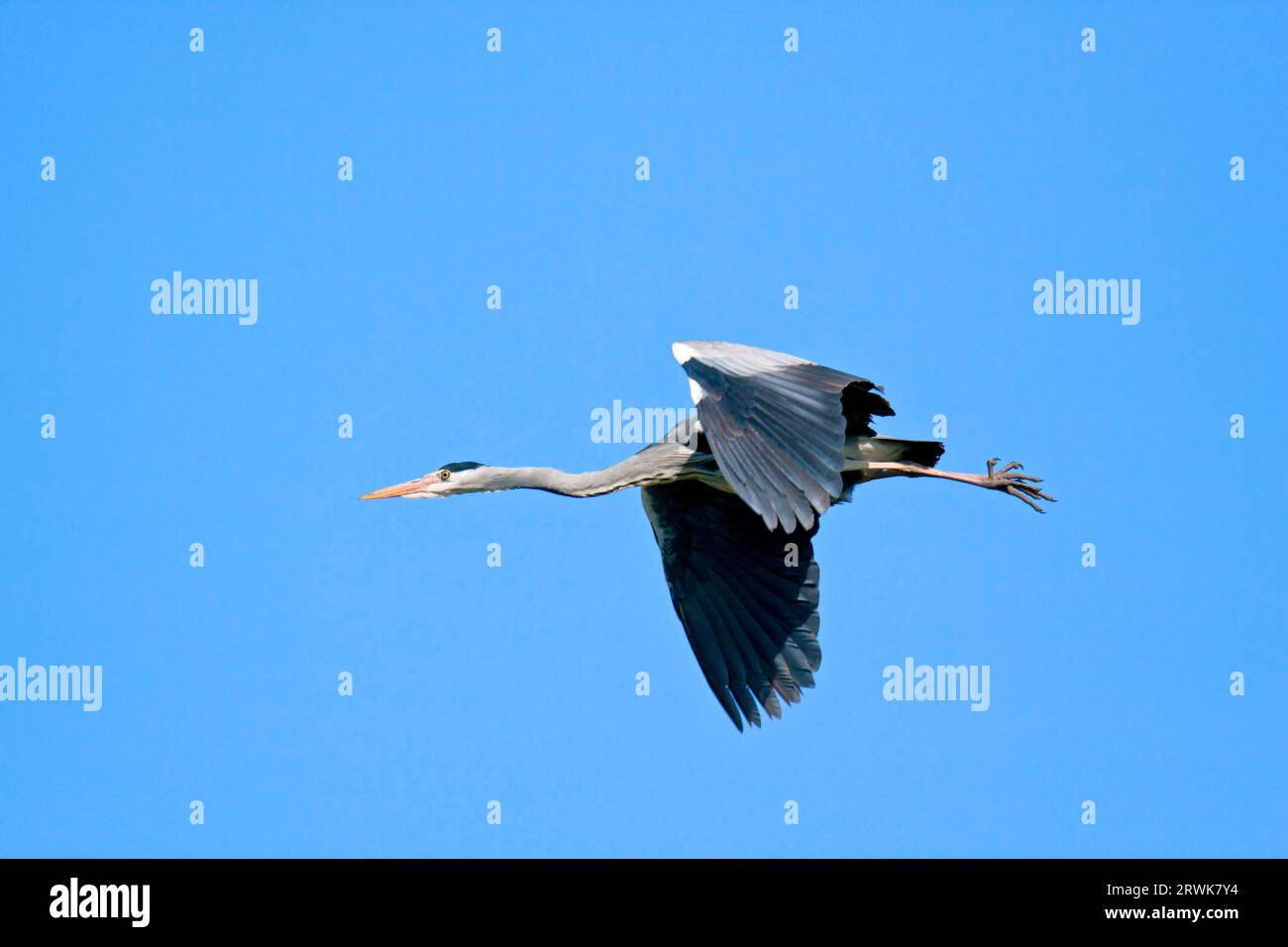 Graureiher (Ardea cinerea) erreichen eine Körperlänge von 90, 98 cm (Foto Graureiher Flugfoto eines Erwachsenen im Ruhegefieder), Graureiher hat eine Stockfoto