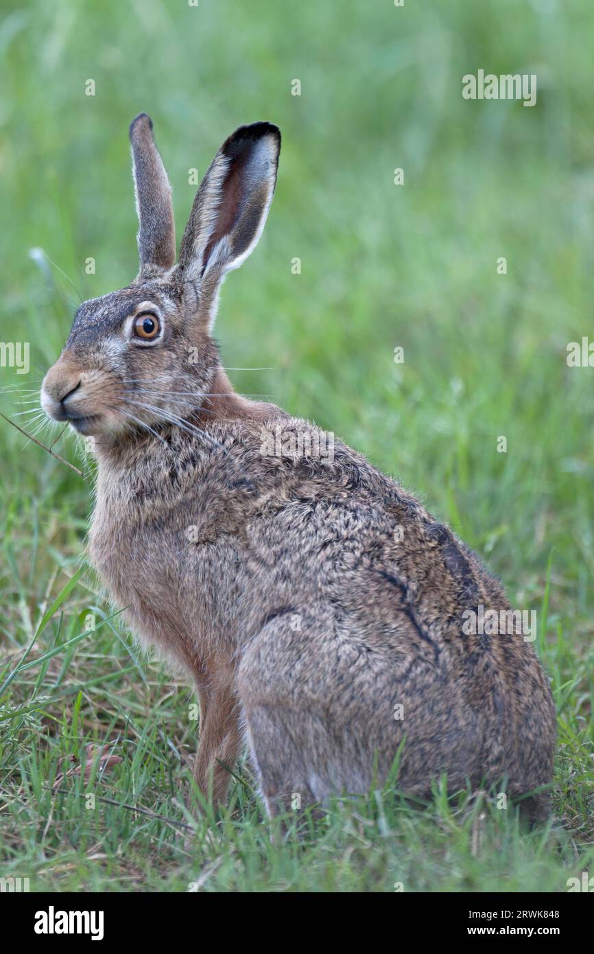 Europäischer Hase (Lepus europaeus), das Weibchen kann 3 bis 4 Würfe pro Jahr haben (Braunhase) Stockfoto