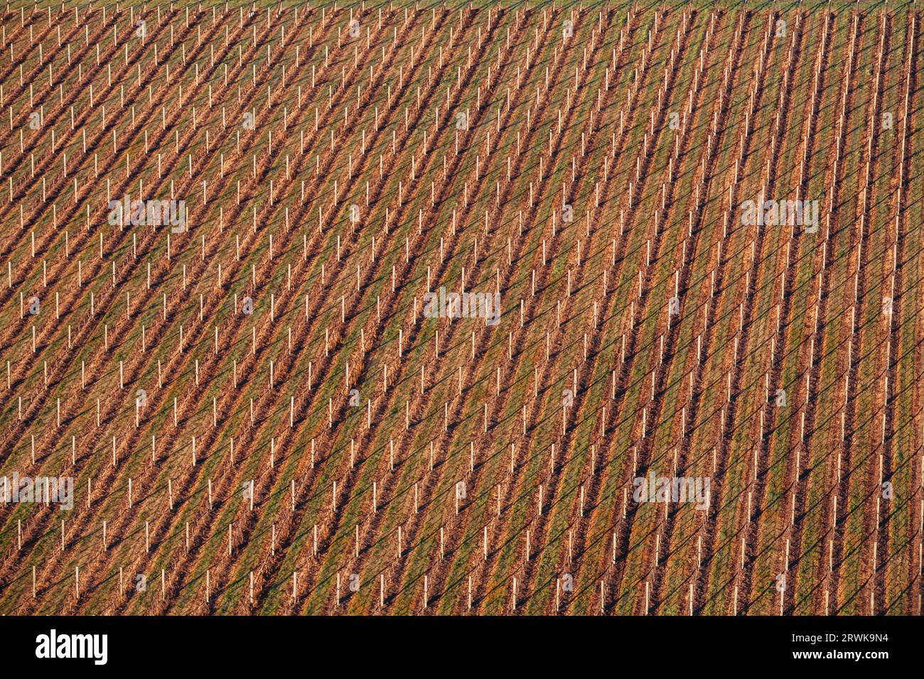 Rebzeilen in einem Weinberg im Yarra Valley in Victoria, Australien Stockfoto