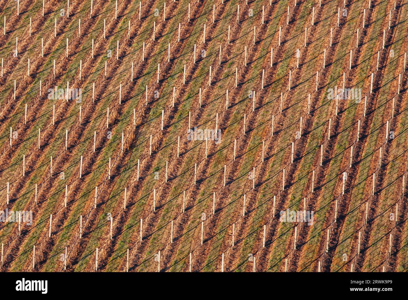 Rebzeilen in einem Weinberg im Yarra Valley in Victoria, Australien Stockfoto