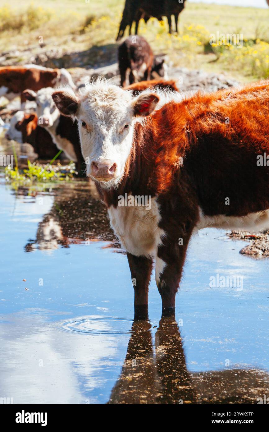 Kühe grasen am Straßenrand in Paterson, Hunter Valley, New South Wales, Australien Stockfoto