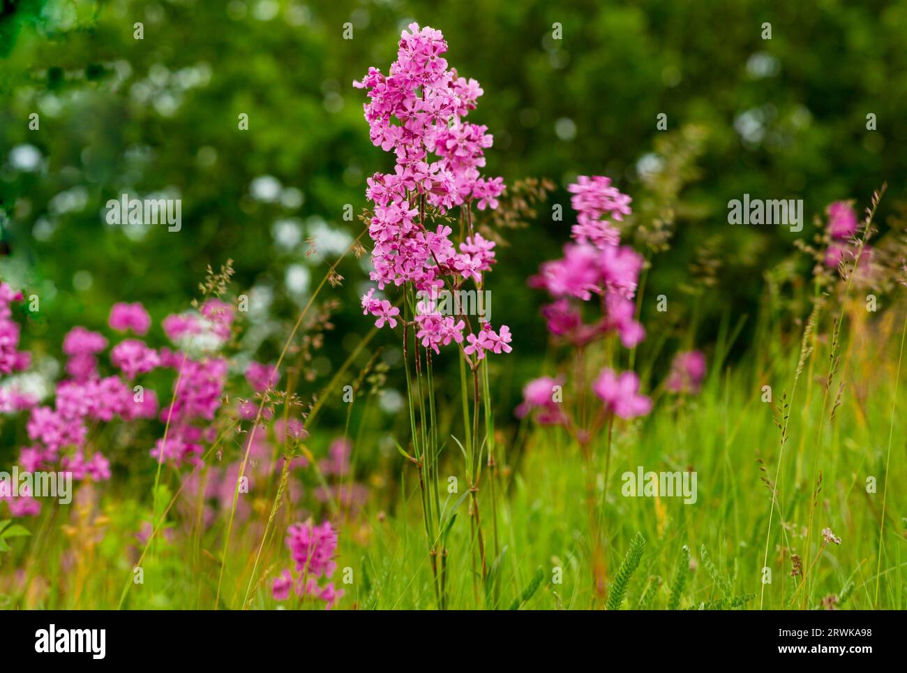 Die Pflanze gedeiht von den Tiefen bis in die Berge in der nördlichen gemäßigten Zone. In der Volksmedizin werden Infusionen aus dem Rhizom verwendet Stockfoto
