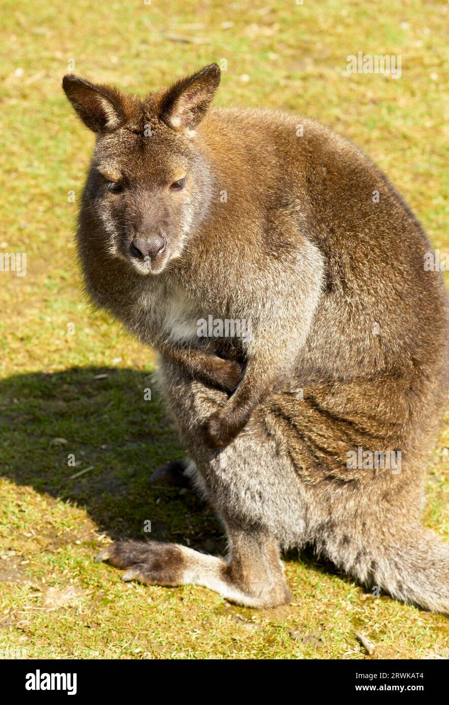 Kängurus sind eine Familie aus der Beutelordnung. Sie gehören zu den bekanntesten Beuteltieren und typischen Vertretern der Fauna Australiens, aber Stockfoto