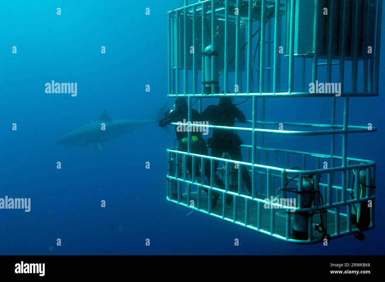 Taucher im tiefen Haikäfig, Weißer Hai (Carcharodon carcharias), Guadalupe Island, Mexiko, Pazifik Stockfoto