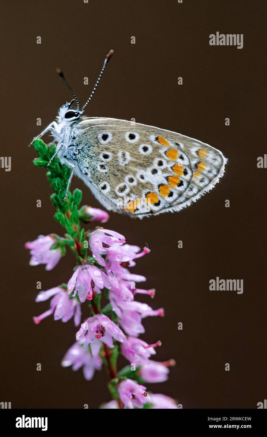 Der Blaue Schmetterling (Polyommatus icarus) ist weit verbreitet und verbreitet über dem gemäßigten Europa und Asien (Foto männlich) Stockfoto