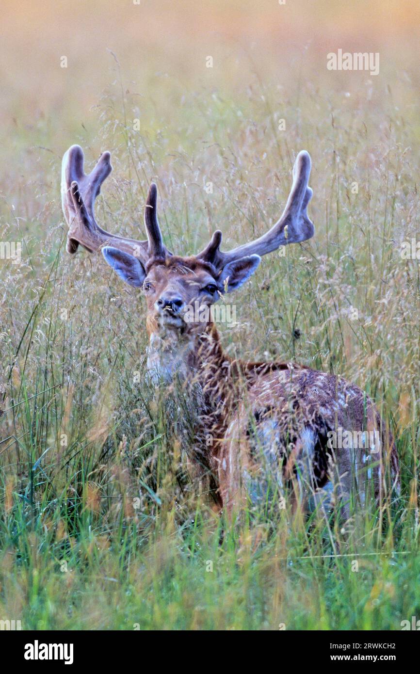 Damhirsch (Dama dama), sobald das Wachstum des Geweihs abgeschlossen ist, fegt der Hirsch den Samt von Bäumen und Büschen ab (Foto Damhirsch rein Stockfoto