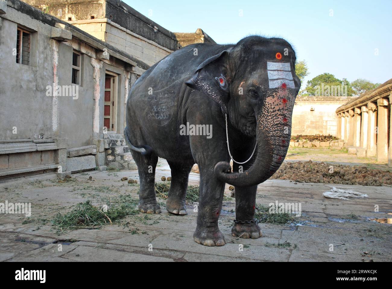 Gemalter Elefant im Tempel, Hampi, Karnataka, Südindien Stockfoto