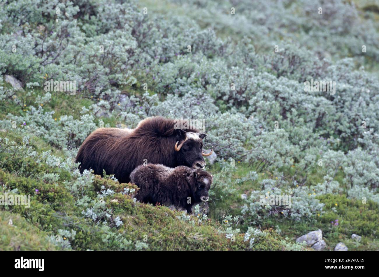 Moschusochsen (Ovibos moschatus) Kalb, das in der Sommertundra steht (Moschusochse) (Moschusochse) Stockfoto