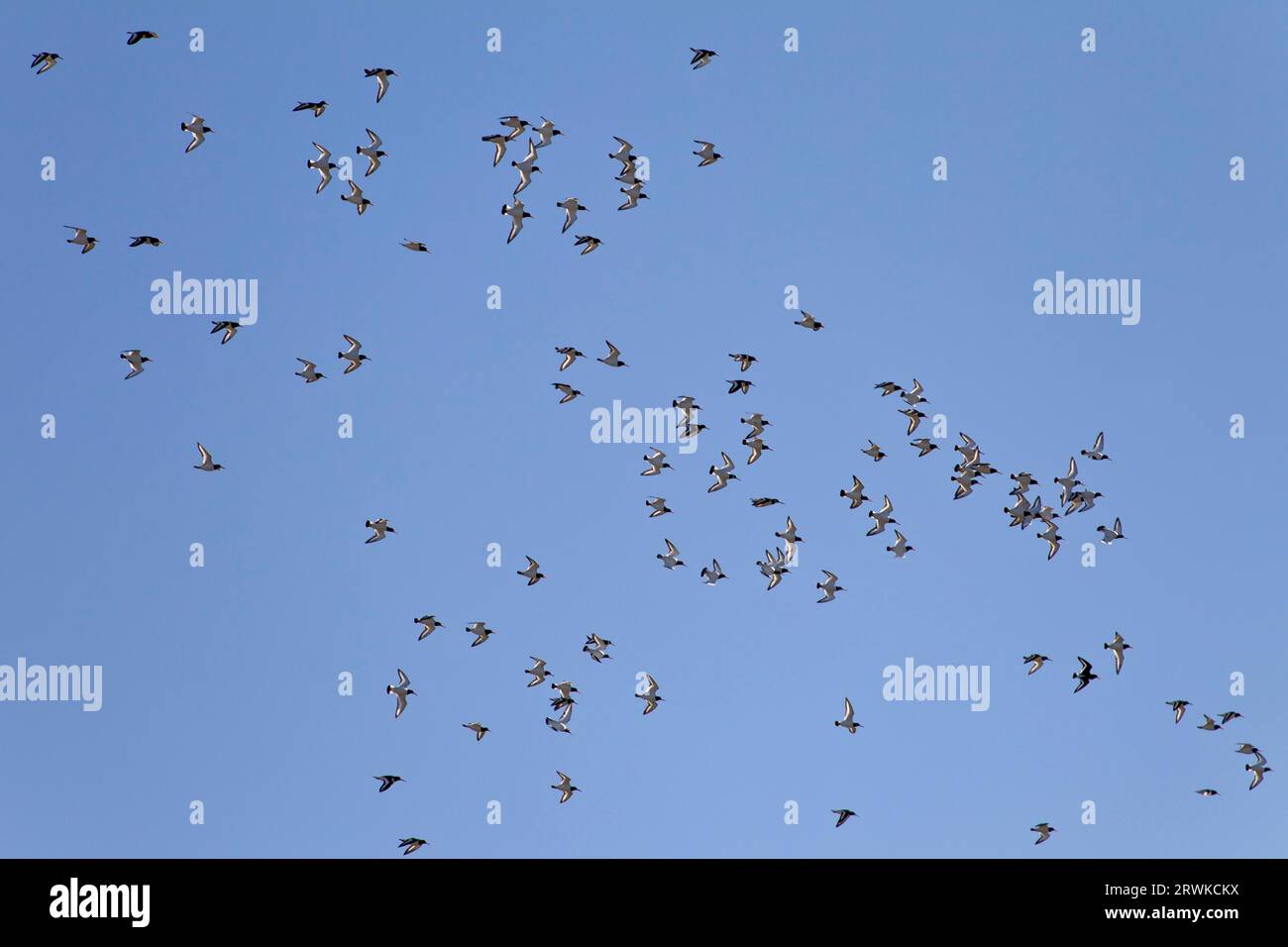 Der Eurasische Austernfänger (Haematopus ostralegus) ist der Nationalvogel der Färöer, wo er TJALDUR genannt wird, der Eurasische Austernfänger Stockfoto