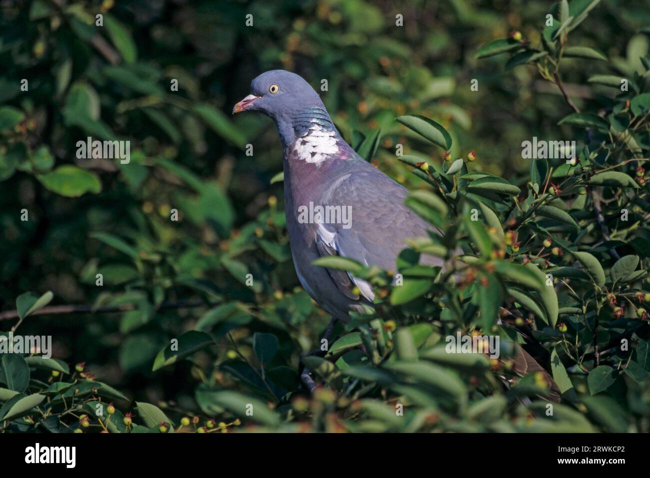 Die gewöhnliche Holztaube (Columba palumbus) erreicht eine Körperlänge von 38, 44 cm (Foto Erwachsener Vogel), die gewöhnliche Holztaube hat eine Größe von 38 bis 44 cm (Culver) Stockfoto