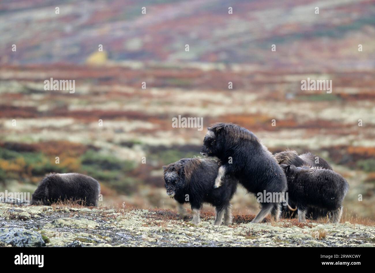 Ochsen (Ovibos moschatus) Kälber spielen in der herbstlich gefärbten Tundra (Musk Ox), Kuhmuskoxkalb spielen in der herbstlich gefärbten Tundra (Mu Stockfoto