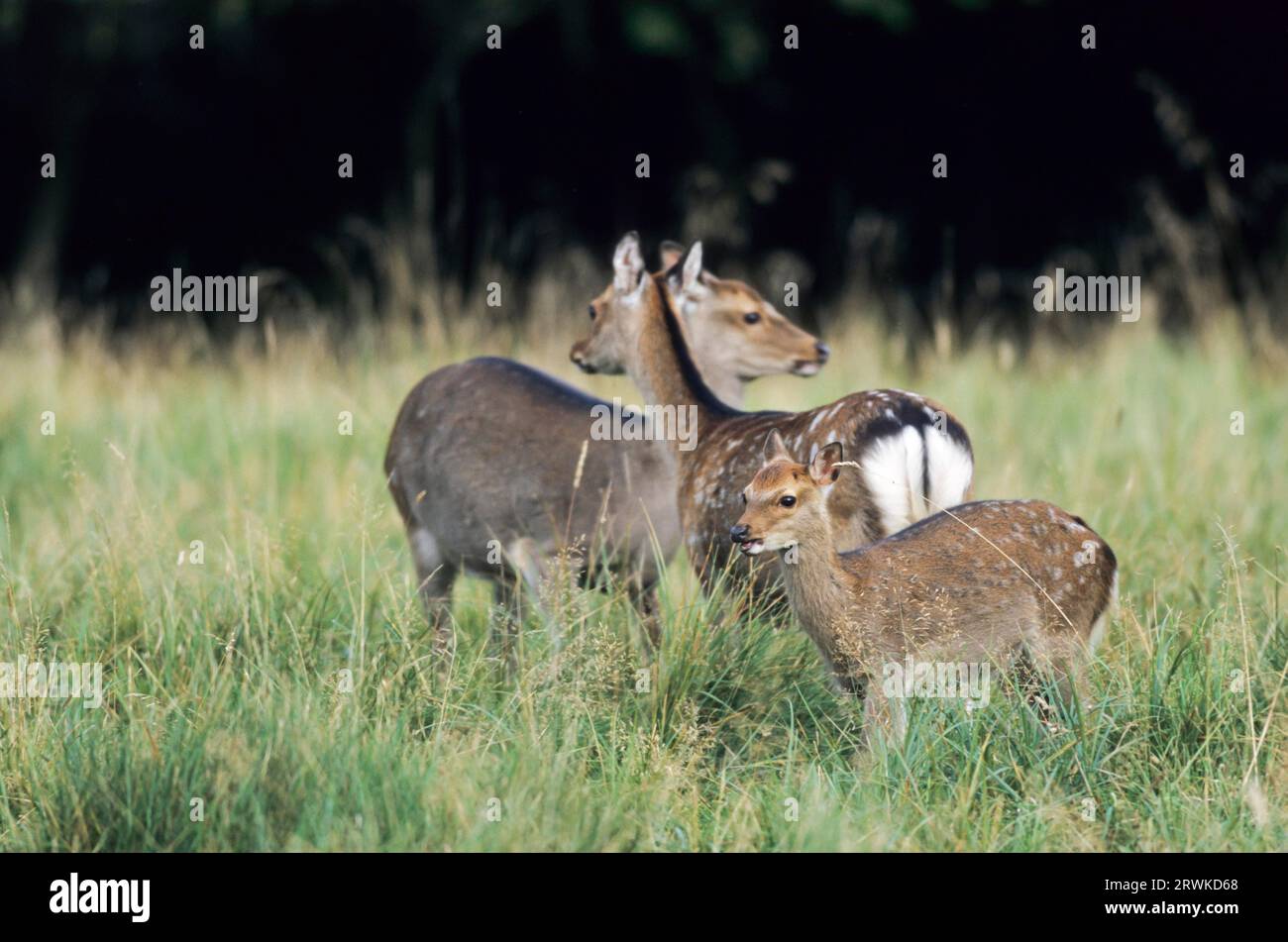 Unterart: Japanisches sika-Hirsch (Cervus nippon) Unterart: Japanisches Sika-Hirsch, das auf einer Waldwiese steht (Speckhirsch) (japanisches Hirsch Stockfoto