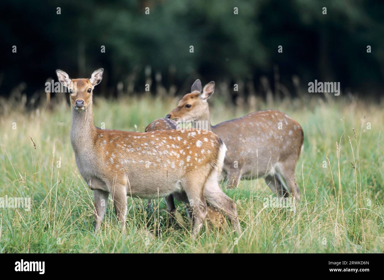 Unterart: Japanisches sika-Hirsch (Cervus nippon) Unterart: Japanisches Sika-Hirsch, das auf einer Waldwiese steht (Speckhirsch) (japanisches Hirsch Stockfoto