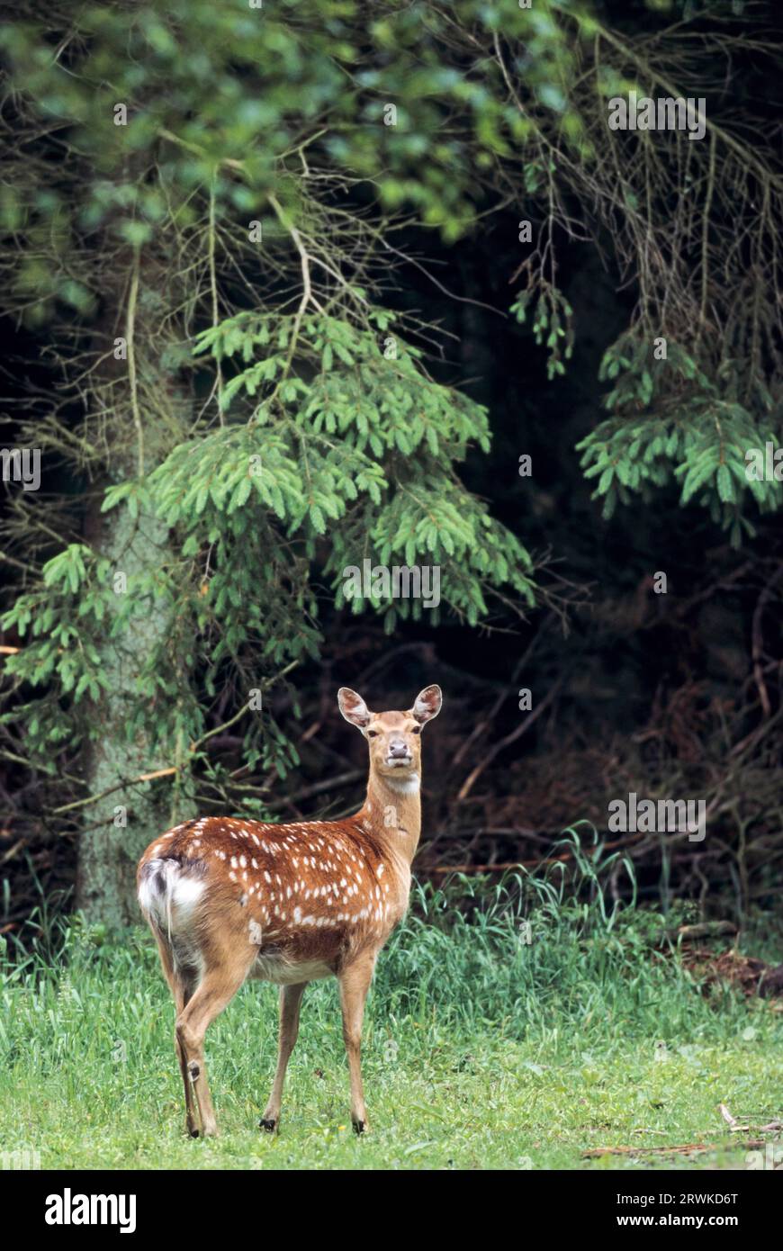 Unterarten: Dybowski-sika-Hirsch (Cervus nippon), Cervus nippon (hortulorum) Stockfoto