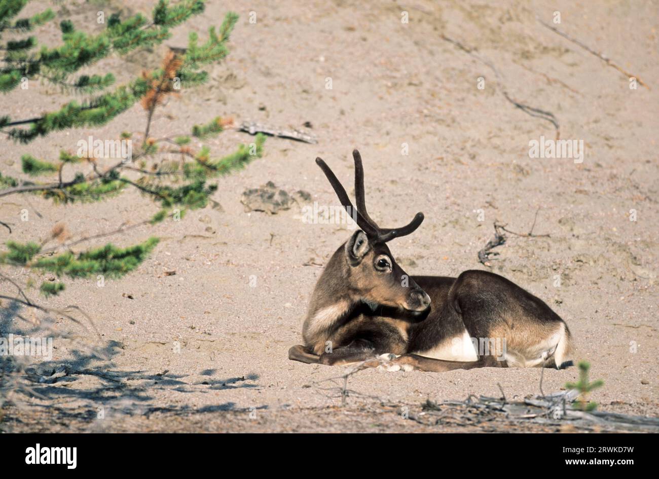 Rentier (Rangifer tarandus) mit Samtgeweih auf einer Kiesbank (Eurasische Tundra) (Ren), Rentierweibchen mit samtbedecktem Geweih Stockfoto