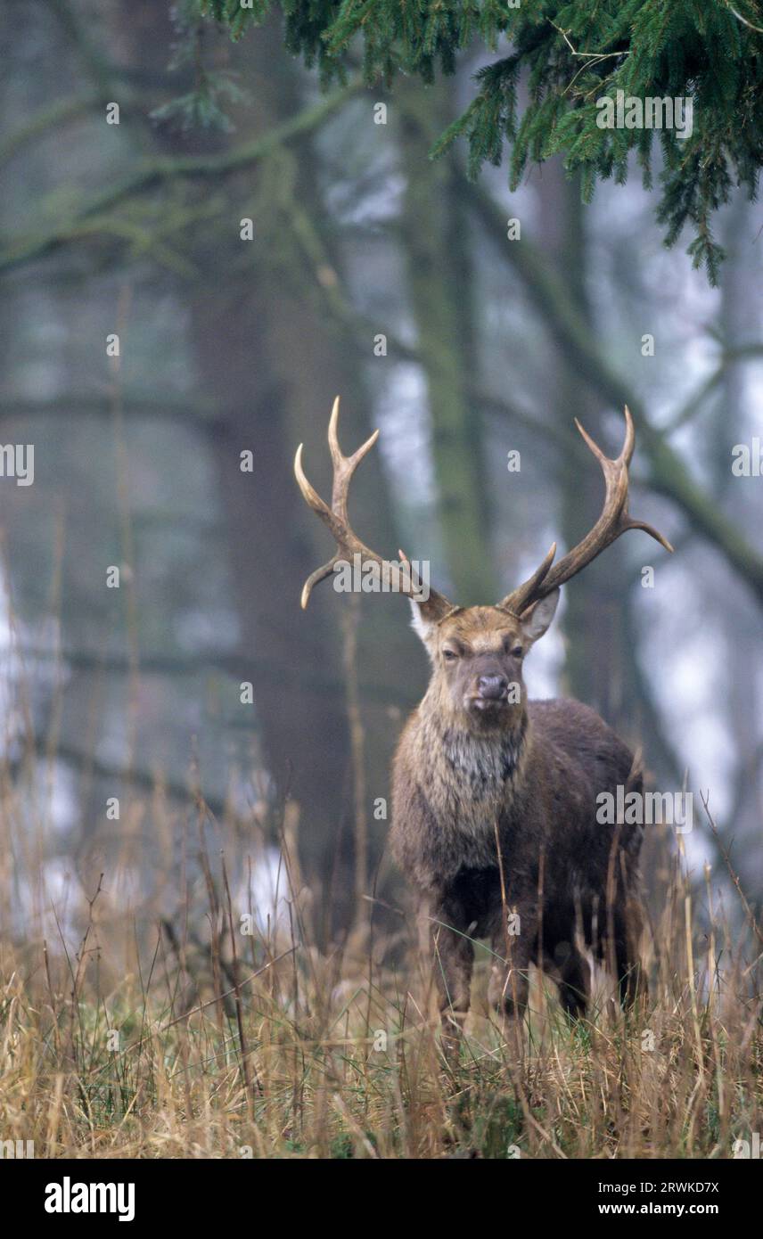 Unterart: Dybowski Sika, Sika-Hirsch (Cervus nippon) im frühen Winter (Sikawild), Unterart: Dybowski-Sika-Hirsch im frühen Winter (Geflecktes Hirsch) Stockfoto